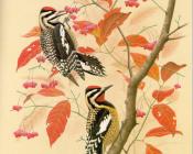 Yellow-bellied Sapsucker - 威廉·齐默曼